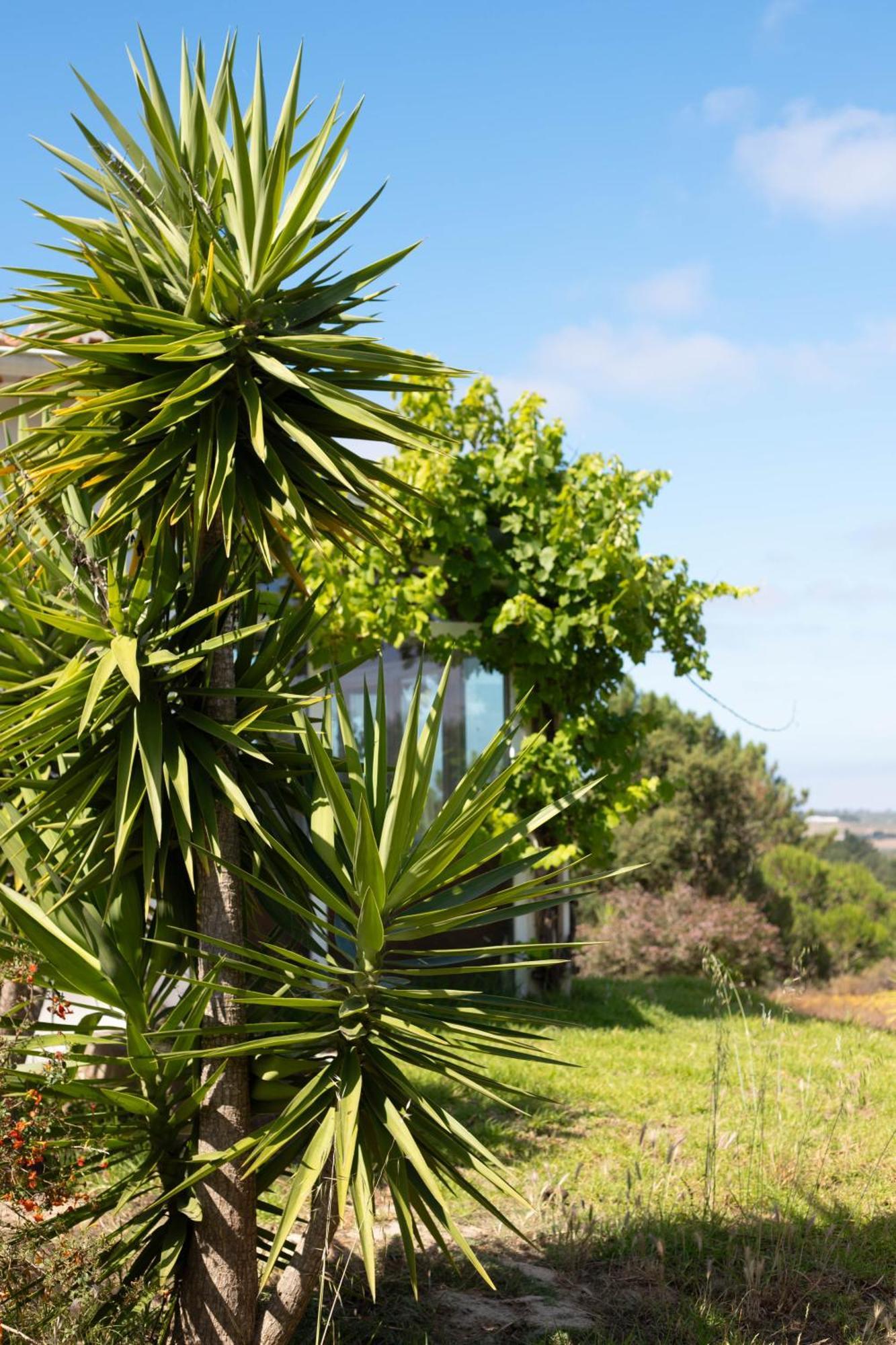 Monte Da Urze Aljezur - Agroturismo Exterior photo